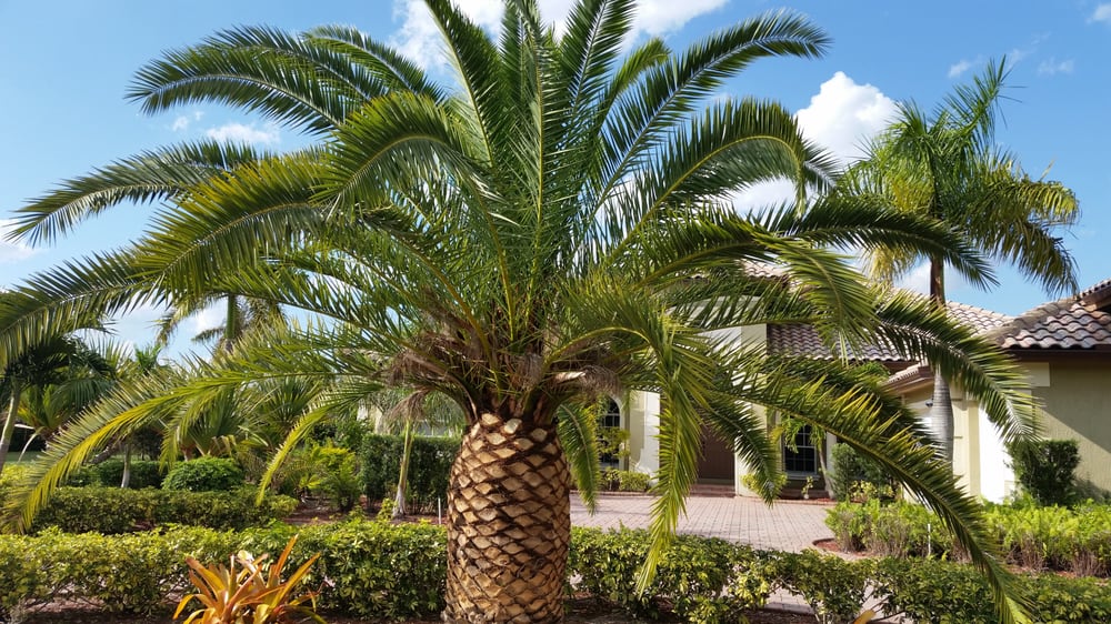 Canary Island Date Palm specimen